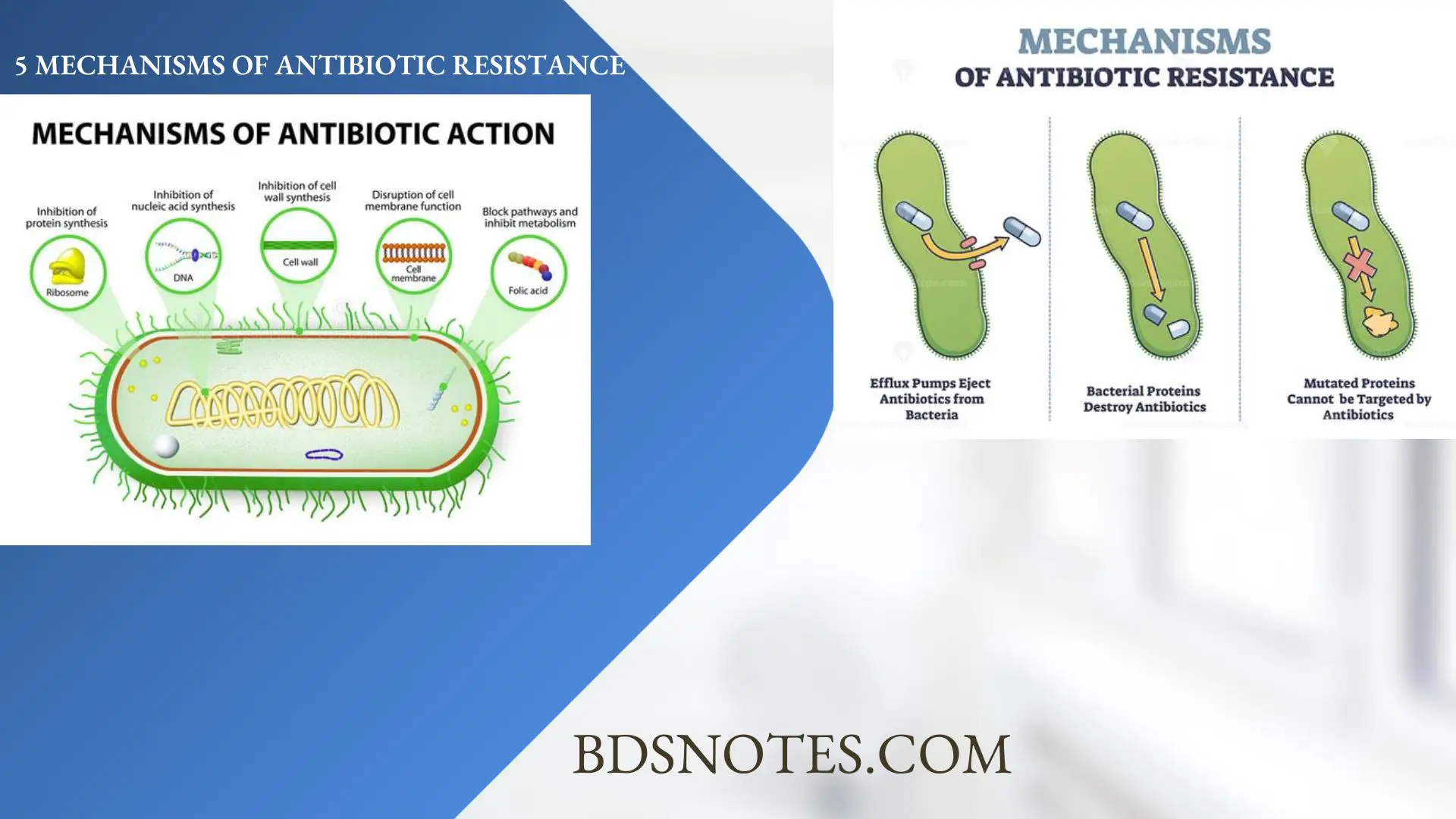 5 Mechanisms Of Antibiotic Resistance