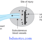 Adrenergic System And Drugs Infiltration Block