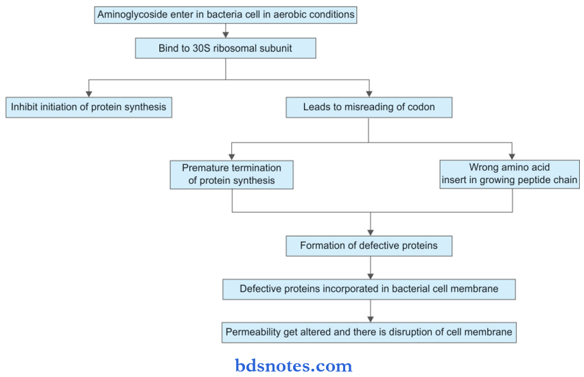 Aminoglycoside And Macrolide Antibiotics Aminoglycoside Mechanism Of Action