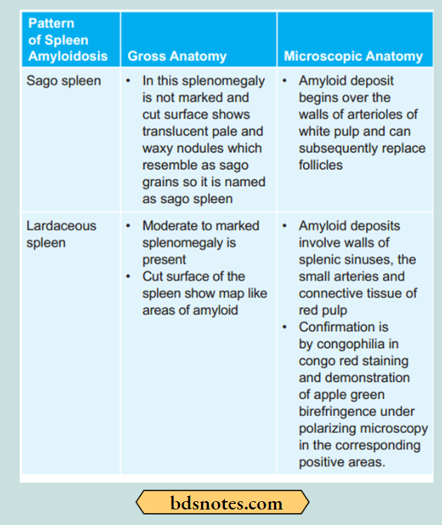 Amyloidosis Gross And-Microscopic-Anatomy-Of-Spleen-In-Amyloidosis