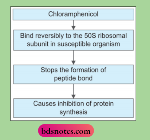 Antibiotics Mechanism Of-Action Chloramphenicol