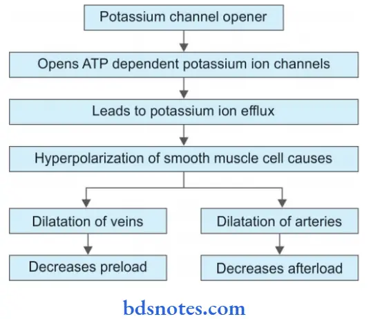 Antihypertensive Drugs Potassium Channel Opener