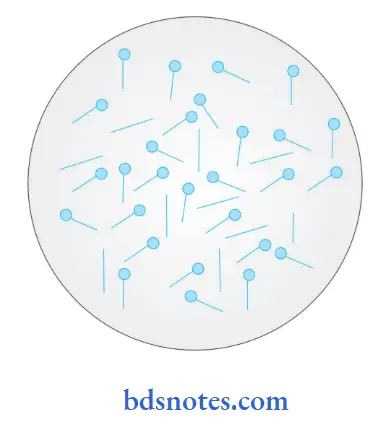 Bacteriology Clostridium Clostridum tetani