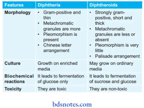 Bacteriology Corynebacterium Diphtheria and Diphtheroids
