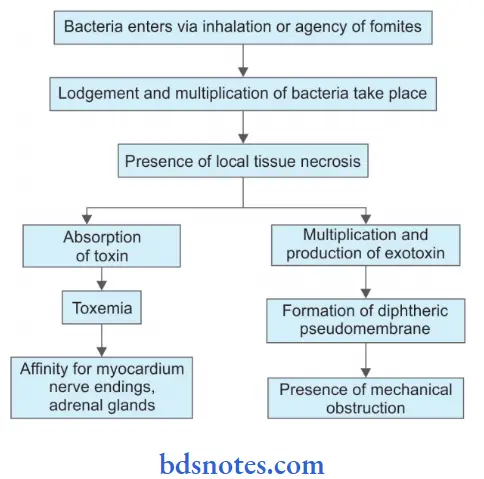Bacteriology Corynebacterium Pathogenecity
