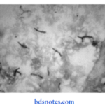 Bacteriology Mycobacteria Mycobacterium tuberculosis