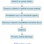 Bacteriology Neisseria Pathogenesis
