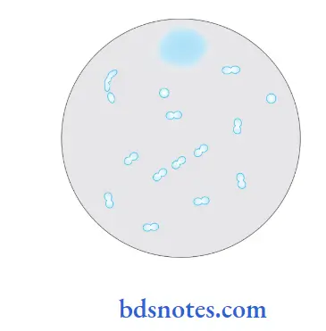 Bacteriology Pneumococcus pneumococci