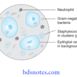 Bacteriology Staphylococcus Staphylococcus (For colour version, see plate 8)