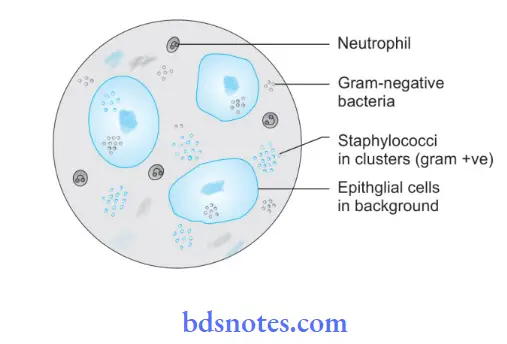Bacteriology Staphylococcus Staphylococcus (For colour version, see plate 8)