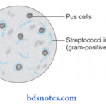 Bacteriology Streptococcus Streptococcus (For colour version, see plate 8)