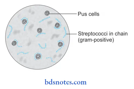 Bacteriology Streptococcus Streptococcus (For colour version, see plate 8)