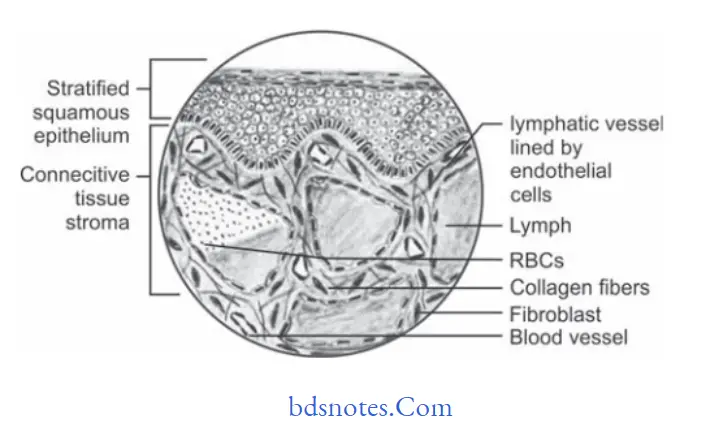 Benign and malignant tumors of Oral cavity Lymphangioma