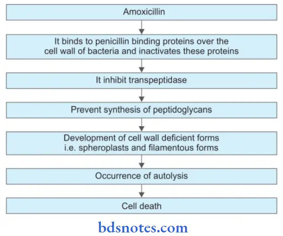 Beta Lactam Antibiotics Amoxicillin Mechanism Of Action