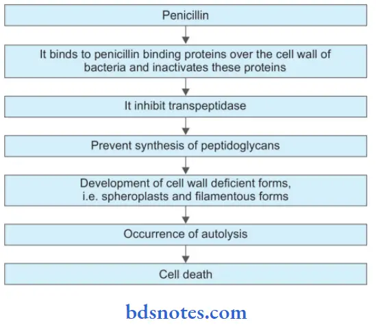 Beta Lactam Antibiotics Mechanism Of Action Of Pencillin