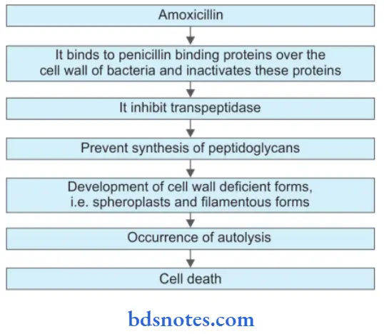Beta Lactam Antibiotics Pharmocological Action Of Amoxicillin