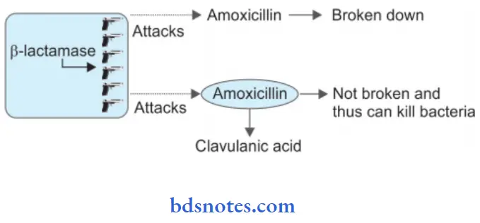 Beta Lactam Antibiotics Presentation Of Action Of Combination Of Amoxycillin And Clavulanic Acid