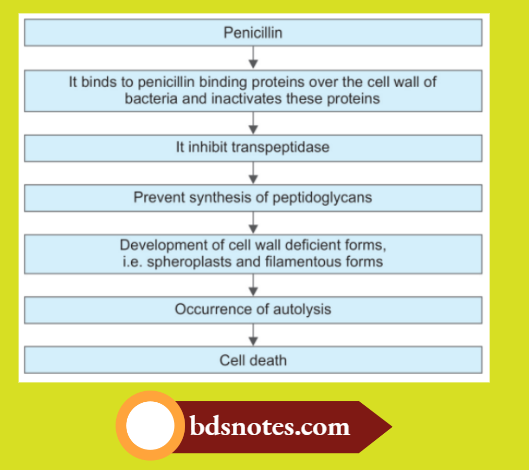 Beta Lactam Mechanism PBP Inhibition Peptidoglycan Synthesis