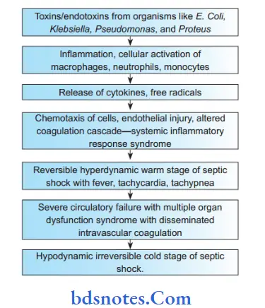 Shock Pathophysiology of Septic Shock