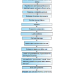 Burn Pathophysiology of Shock 1