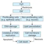 Cell Injury And Cellular Adaptations Cell Injury By Physical Agents Or Ionizing Radiation