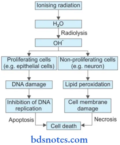 Cell Injury And Cellular Adaptations Cell Injury By Physical Agents Or Ionizing Radiation