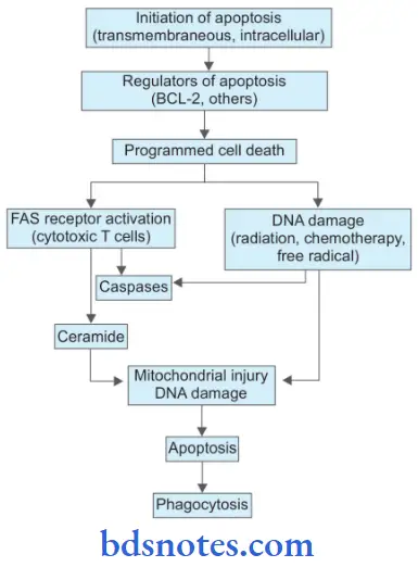 Cell Injury And Cellular Adaptations Mechanism Of Apoptosis