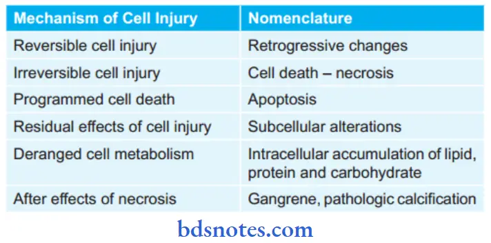 Cell Injury And Cellular Adaptations Morphological Changes In Cell Injury
