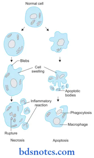 Cell Injury And Cellular Adaptations Necrosis And Apoptosis