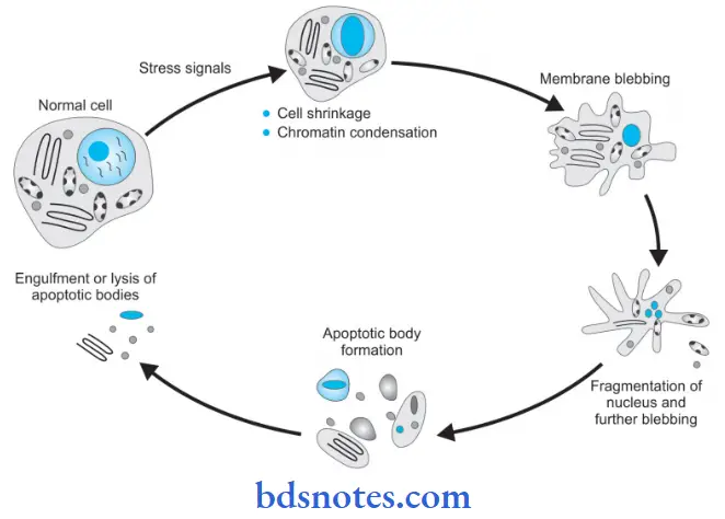 Cell Injury And Cellular Adaptations Sequence Of Morphological Changes In Apoptosis