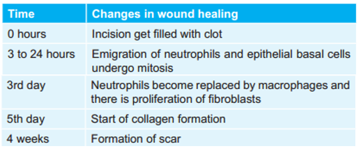 Change During Healing Of Wound
