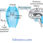 Cholinergic System And Drugs Picture Showing Comparison Of Both Action Of Neostigmine And Physostigmine
