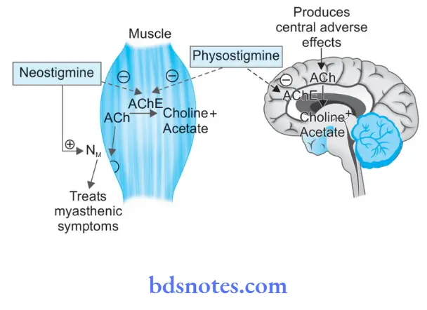 Cholinergic System And Drugs Picture Showing Comparison Of Both Action Of Neostigmine And Physostigmine