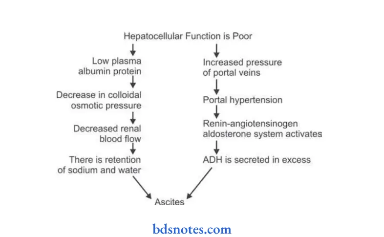 DIseases of liver Pathogenesis of ascites (1)