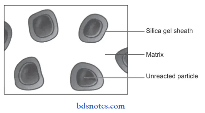 Dental cement Structure of set glass ionomer cement