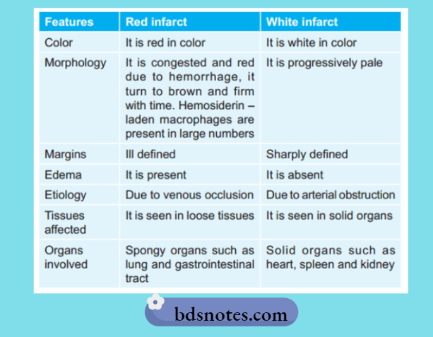 Difference Between Red And White-Infarct