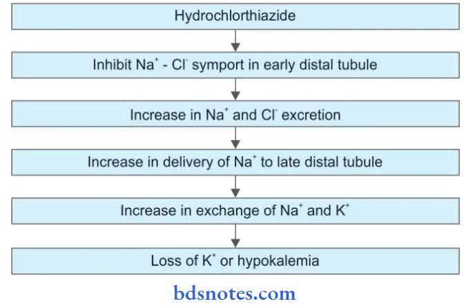 Drug Action On Kidney Hydrochlorthiazide Mechanism Of First Action