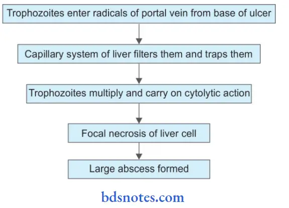 Entamoeba Histolytica Ameobic Liver Abscess