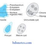 Entamoeba Histolytica Entamoeba histolytica