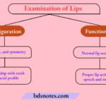 Examination of Lips
