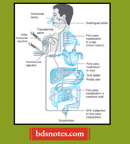 First Pass Metabolism Bypass Routes