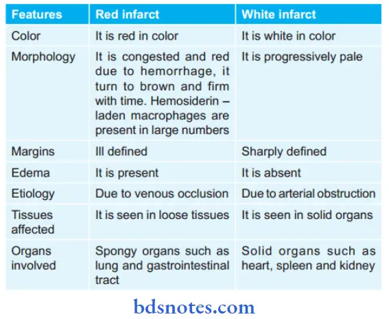 Hemodynamic Changes Difference Between Red And White Infarct
