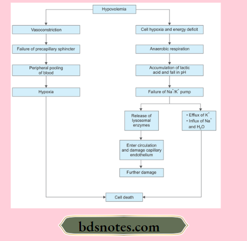 Hemodynamic Changes Pathogenesis