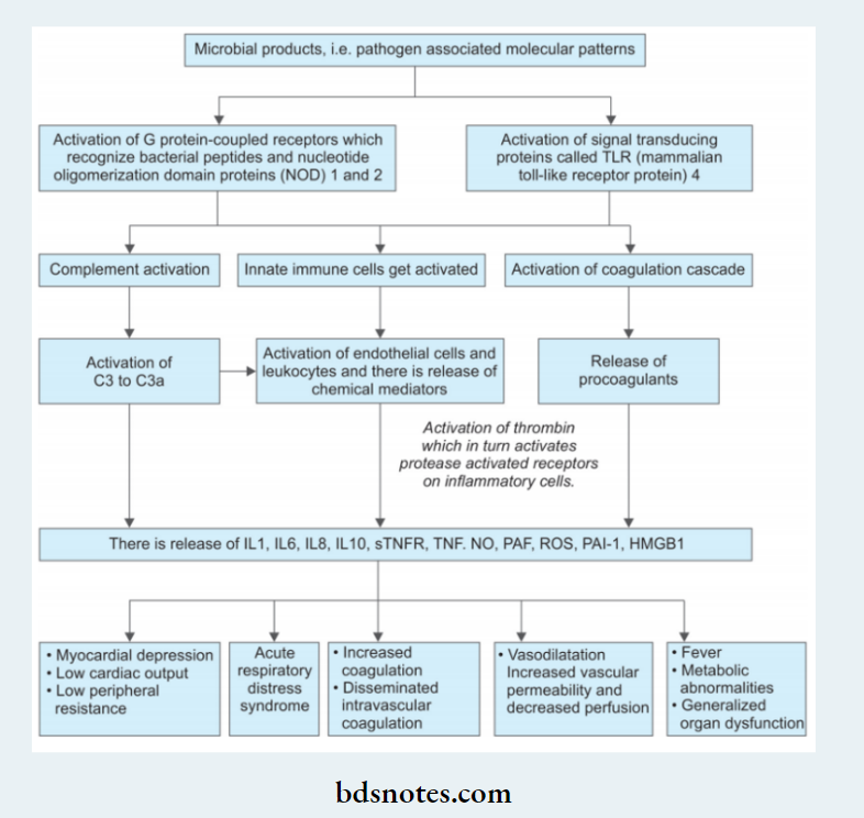 Hemodynamic Changes Pathogenesis Of Septic Shock