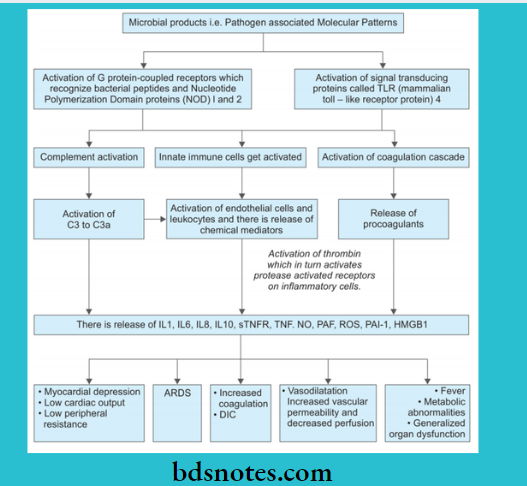 Hemodynamic Changes Septic Shock