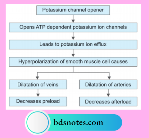 Hyperpolarization Vasodilation Pathway