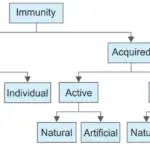 Immunology Types of immunuty