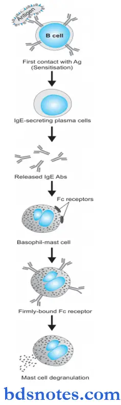 Immunop9athology Including Amyloidosis Pathogenesis Of Type 1 Hypersensitivity Reaction
