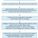 Inflammation And Healing Repair Of Bone