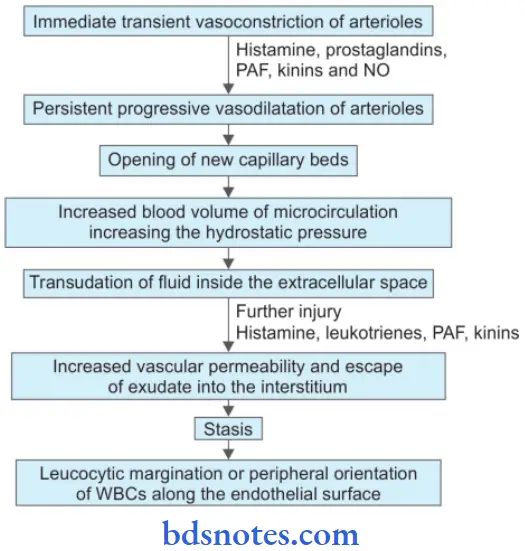 Inflammation And Healing Vascular Events Of Acute Inflammation